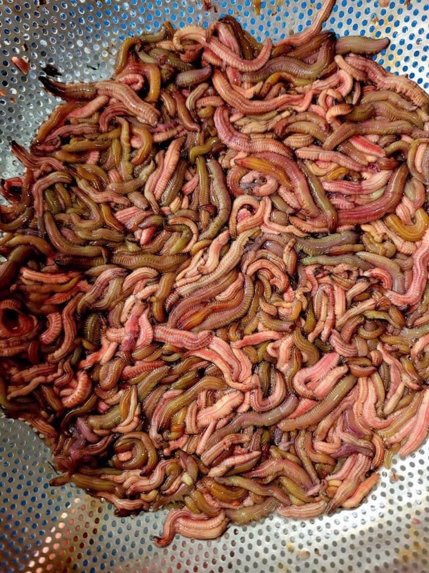 Rươi tươi ( 0,5 kg )