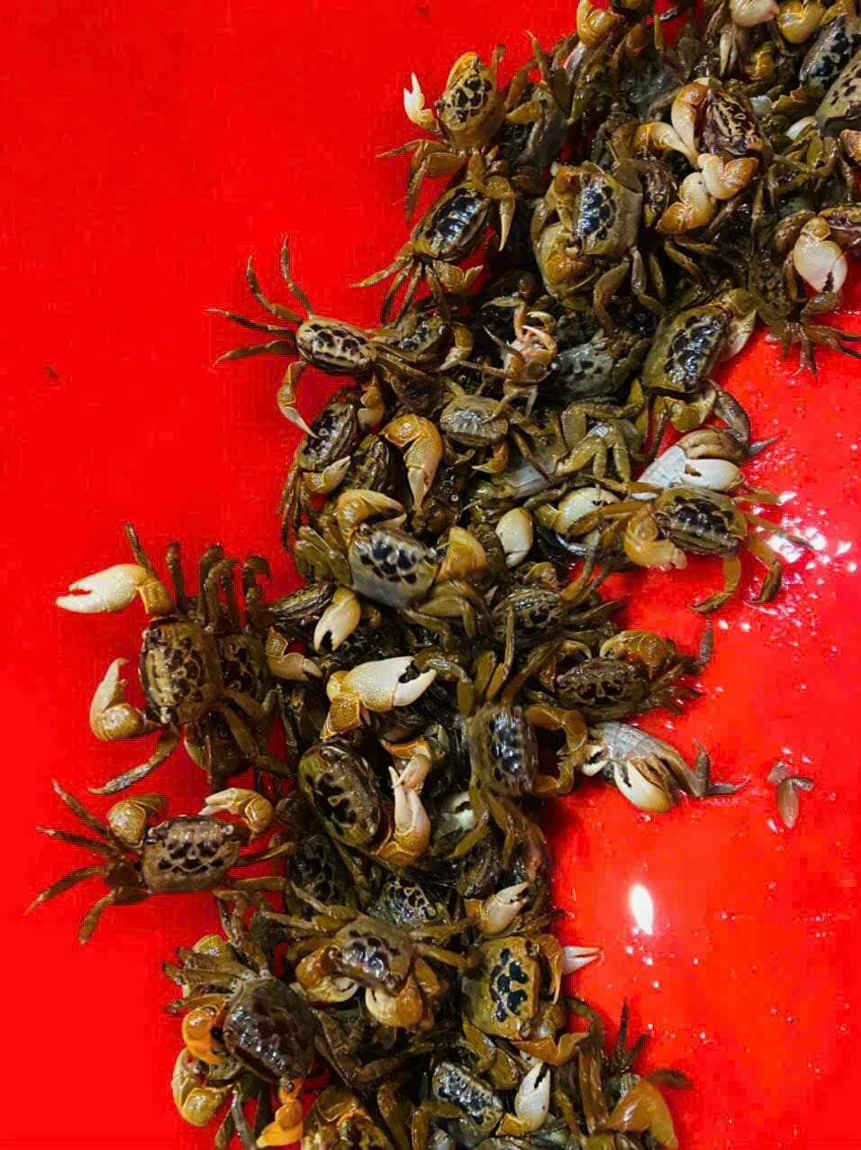 Cáy xé ( 2 lạng )