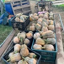 Bí đỏ quả tươi
